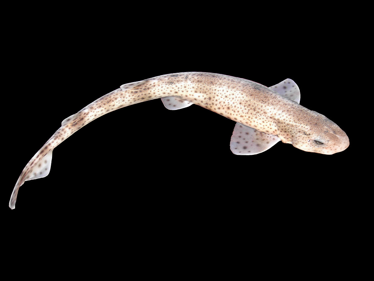 image of small-spotted catshark wikimedia commons