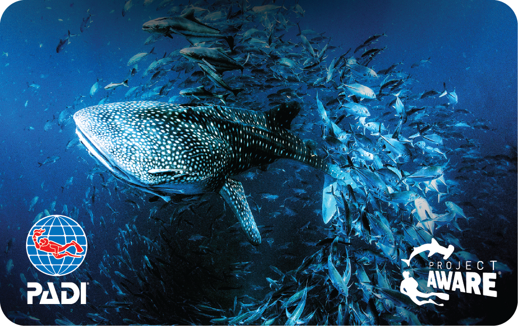 image of 2019 PADI Whale Shark card