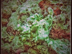 Warty frog fish