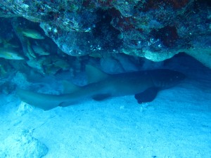 A Nurse Shark snuggles under the reef with some fish friends 
