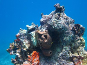 Coral Head on Molasses reef standing strong with soft bodies still proudly attached! 
