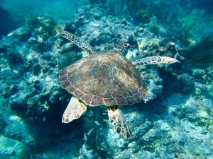 Juvenile Hawksbill Sea Turtle Playing along the reef. Life returns after the storm 