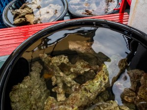  substrate and broodstock collected from Koh Haa