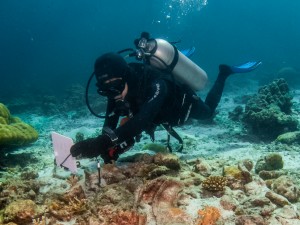 Assessing Corals At Koh Haa
