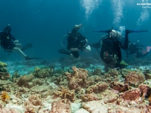 Assessing Corals At Koh Haa