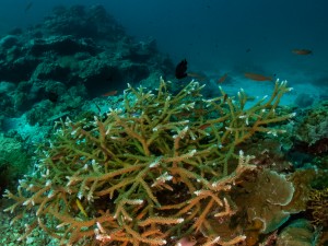 Coral Nursery