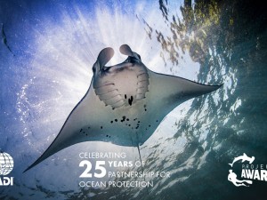 Manta Ray