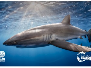 Silky Shark