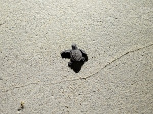 little turtle walking to the ocean
