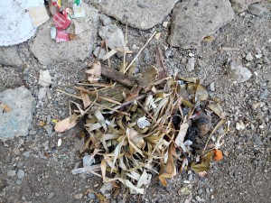 garbage collected at beach