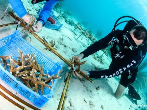 Reef Renewal Curacao