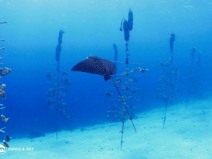 Reef Renewal Curacao