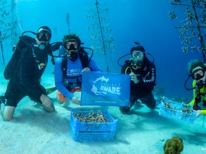 PADI AWARE Foundation supports Reef Renewal Curacao