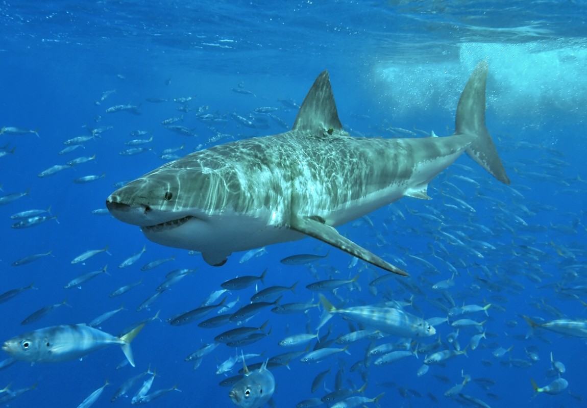 Image of great white shark by Terry Goss