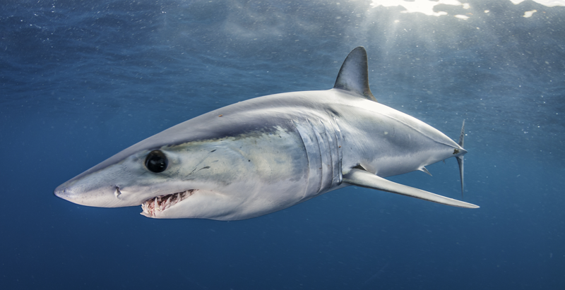 image of mako shark