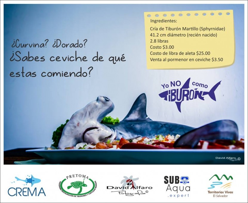 #Divers4sharksNrays #YoNoComoTiburón #TiburonesVivos