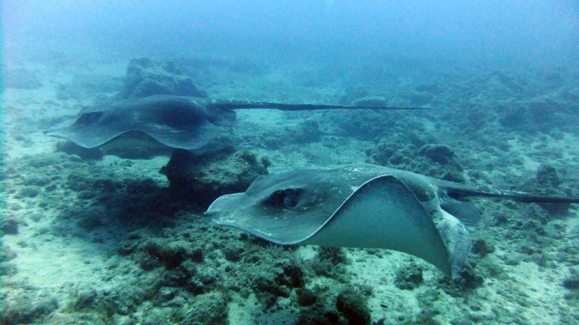 Atlantic Rays