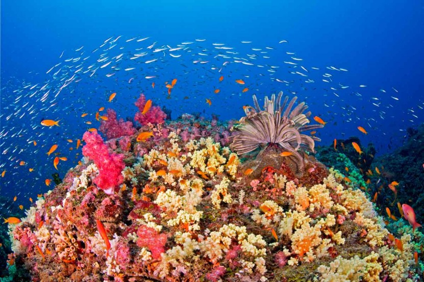 DIVEIndia Scuba and Resorts, Havelock Island, Andaman India