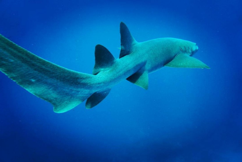 shark diving