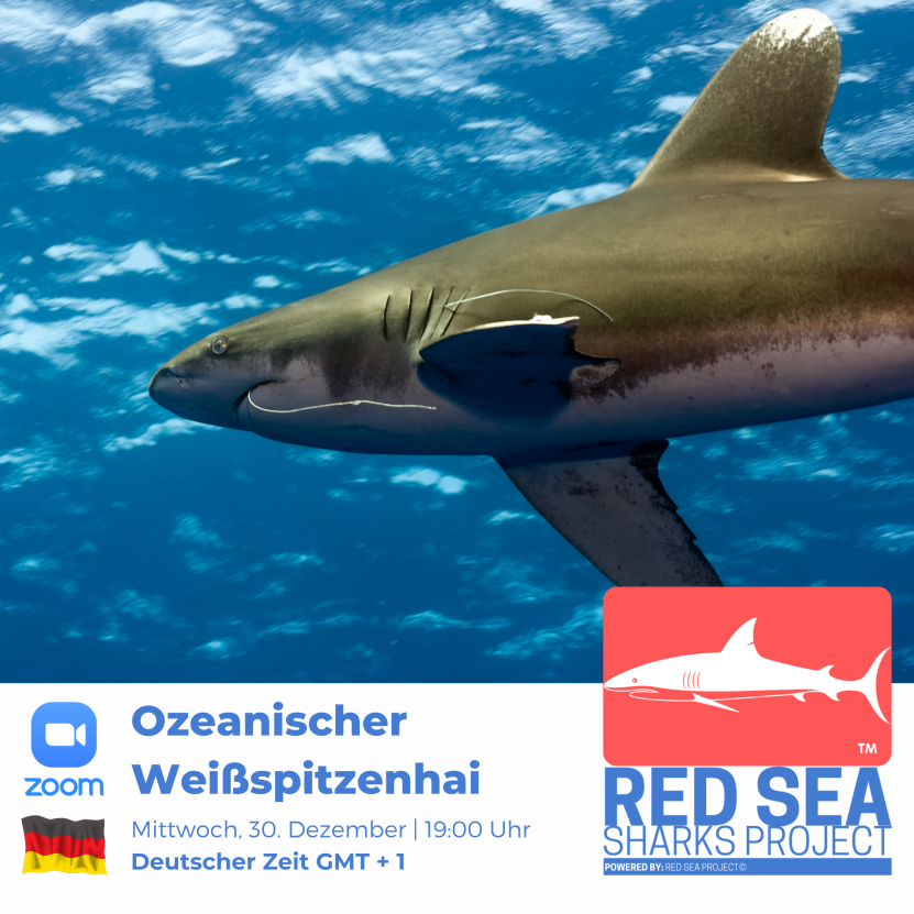 Ozeanischer Weißspitzenhai