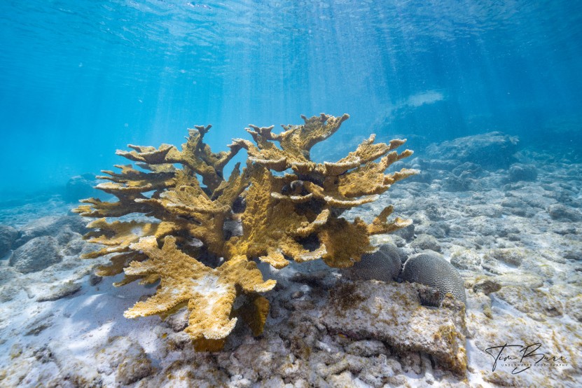 Elkhorn Coral Bonaire