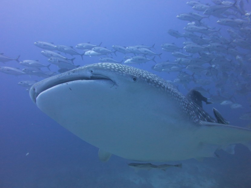 Whale Shark at Richelieu Rock