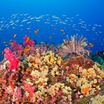 DIVEIndia Scuba and Resorts, Havelock Island, Andaman India