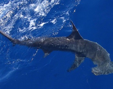 New Zealand Steps Up Support for International Shark Conservation