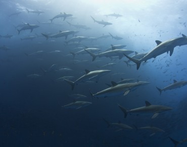 The Ocean Film Festival Australia is set to make a splash as it tours the country in March
