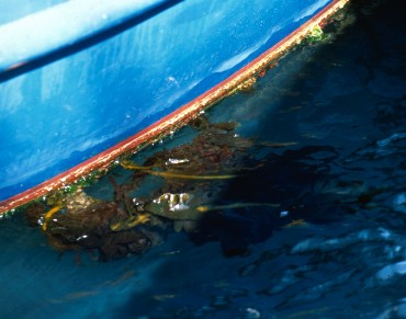 Marine Debris as a Potential Pathway for Invasive Species