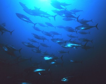Restored Ocean Will Alleviate Poverty, Provide Jobs, and Improve Health, Finds Report