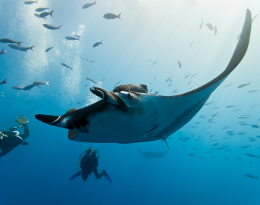UN's World Tourism Day Reminds us to Support Responsible Shark and Ray Tourism