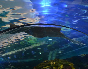 The Public Fear Sharks Less When They Understand their Behavior