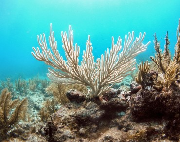 Designing Marine Protected Areas in a Changing Climate
