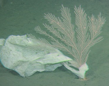 Single-Use Plastic Has Reached the World's Deepest Ocean Trench