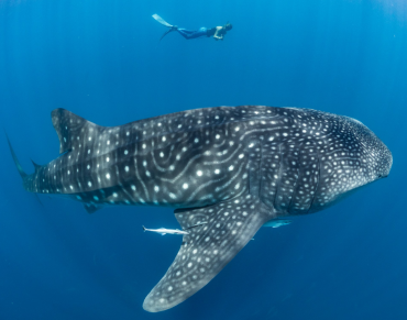 Madagascar emerges as hotspot for endangered whale sharks