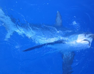 Models May Help Reduce Bycatch from Longline Fishing