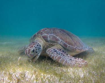 Climate Change Efforts Should Focus on Ocean-based Solutions