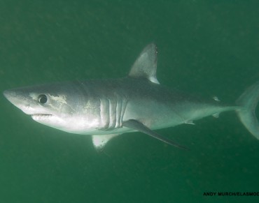 Study Dives Deep into Saving Endangered Shark