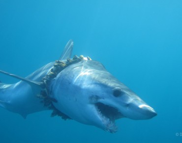 Hundreds of Sharks and Rays Tangled in Plastic