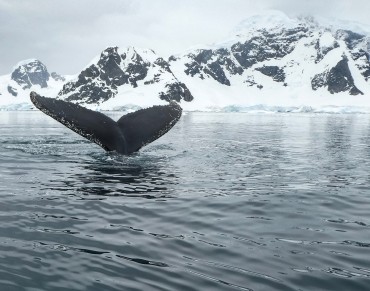 Ocean Conservation is Climate Action