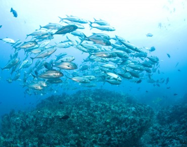 Scientists Join Call for Major Shift in Understanding to Protect the Ocean