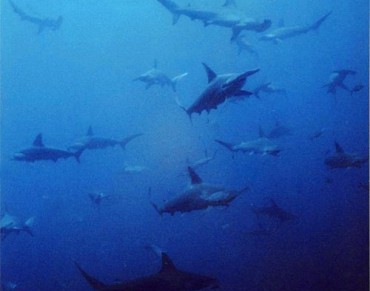 Shark massacre reported in Colombian waters