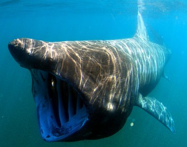 UK and Overseas Territories Sign Agreement on Conservation of Sharks