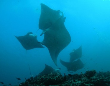 New Study Gets its Teeth Into Shark Trade Regulations 