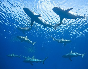 US Backs Adding Teeth to Global Shark Protection