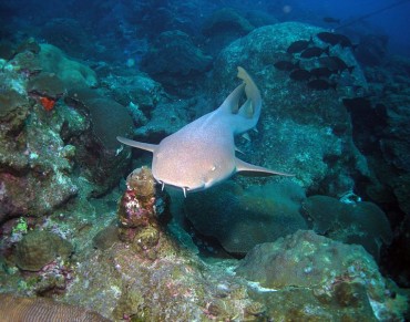 Marine Protected Areas Increase 10-fold in a Decade