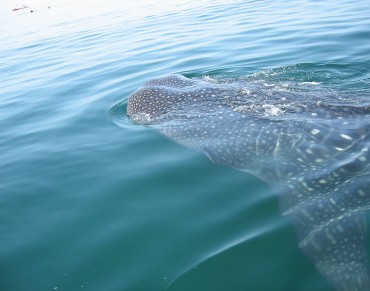 Scientists Studying Whale Sharks in Gulf of Mexico