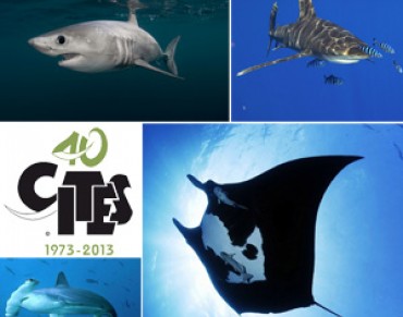 CITES Getting Ready for Sharks and Rays