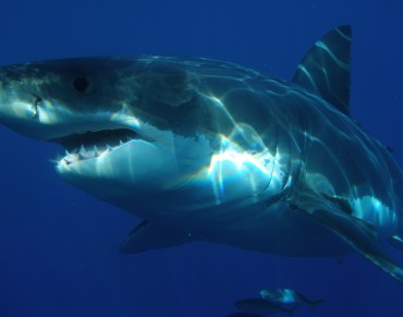 Great White Sharks' Fuel for Oceanic Voyages: Liver Oil